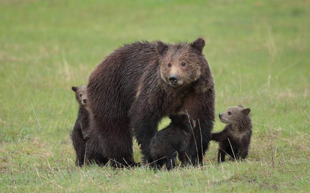 Медведь с медвежонком
