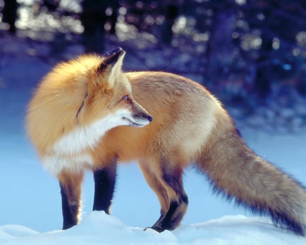 Красивые лисы