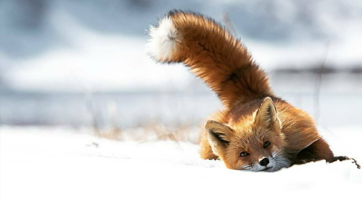 Рыжий хвост лисицы