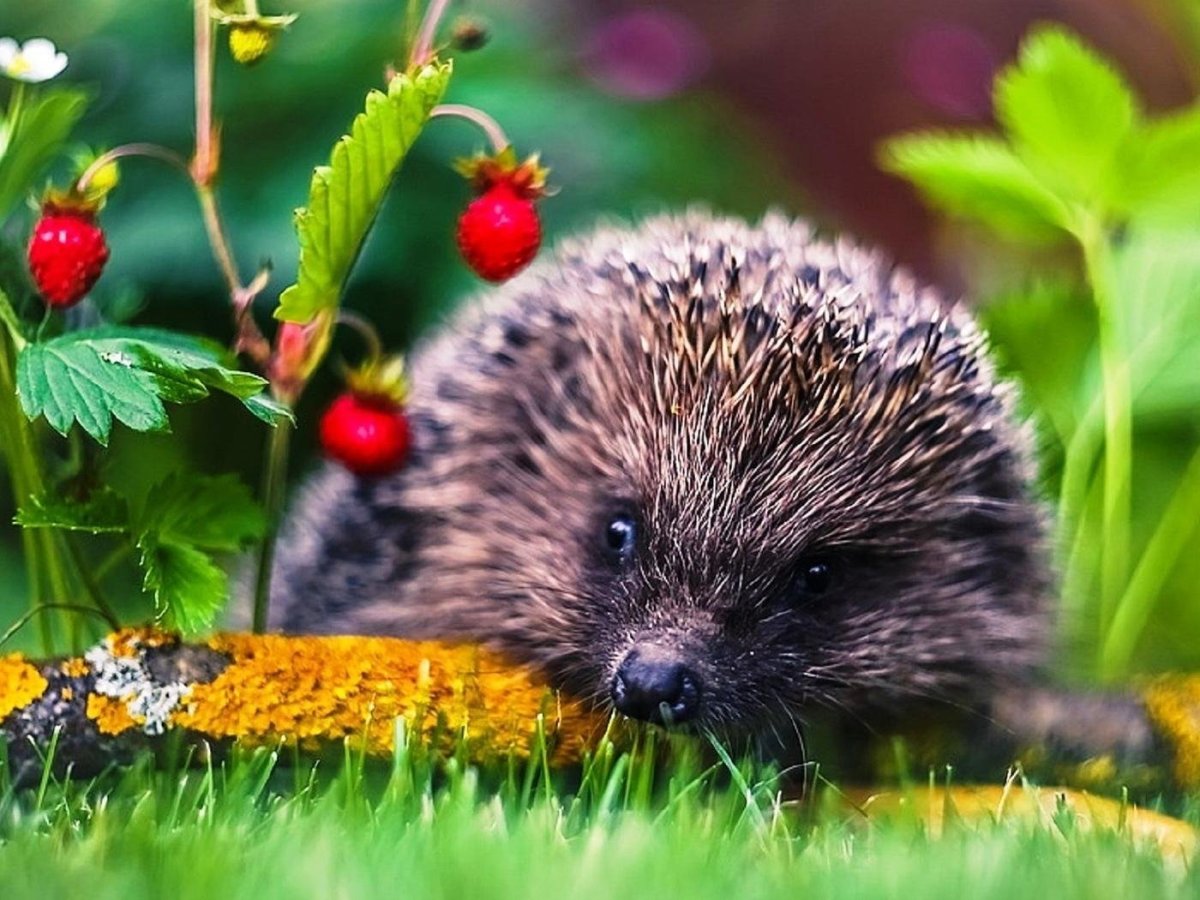 Животные осенью