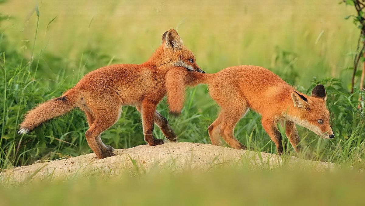 Лиса с лисятами