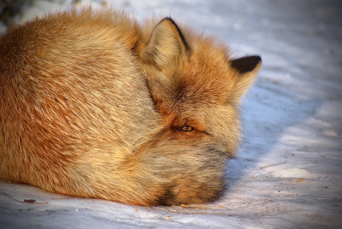 Лиса с закрытыми глазами