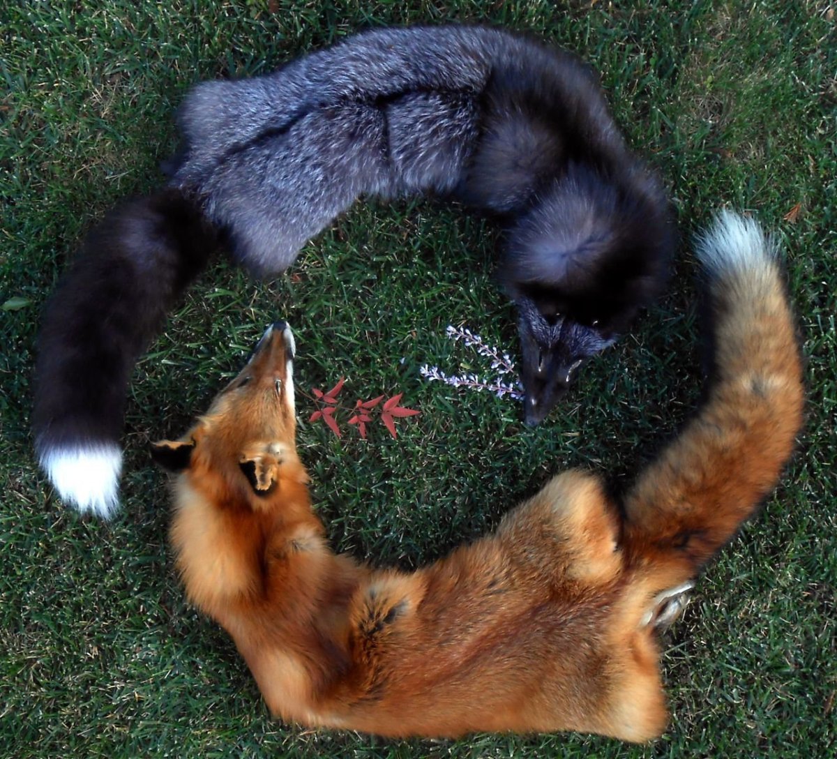 Чернобурка и рыжая лиса