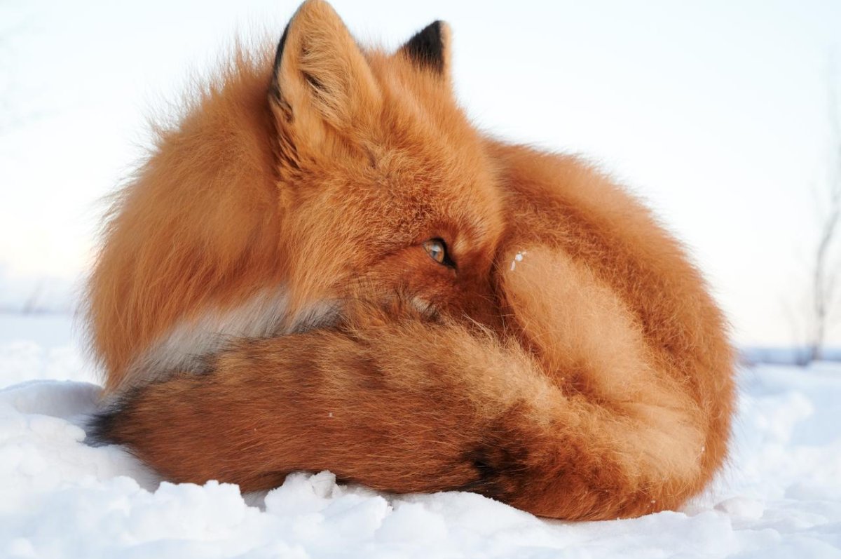 Лиса не важно