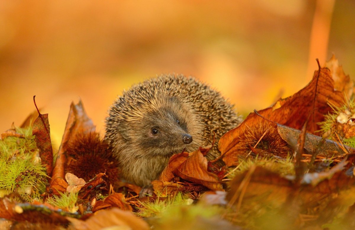 Осень звери