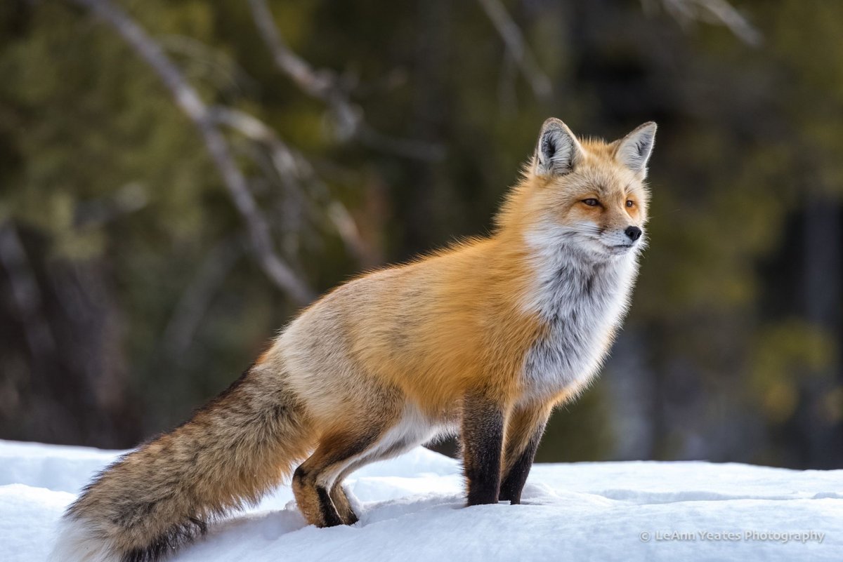 Красивые лисы