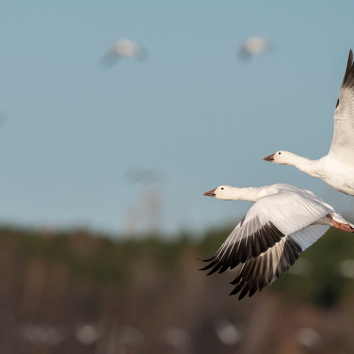 Дикий белый Гусь фото