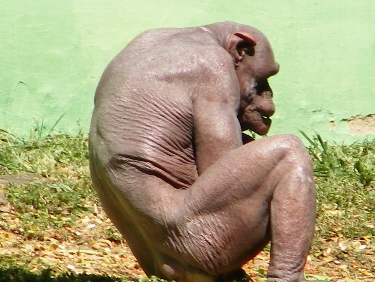 Безволосая обезьяна