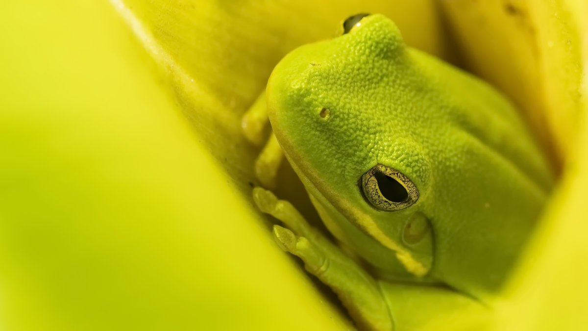 Милые лягушки