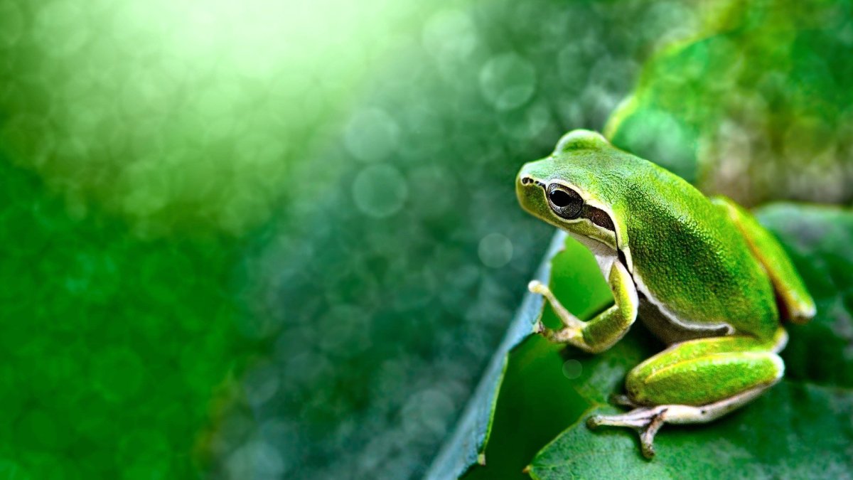 Обои с лягушками