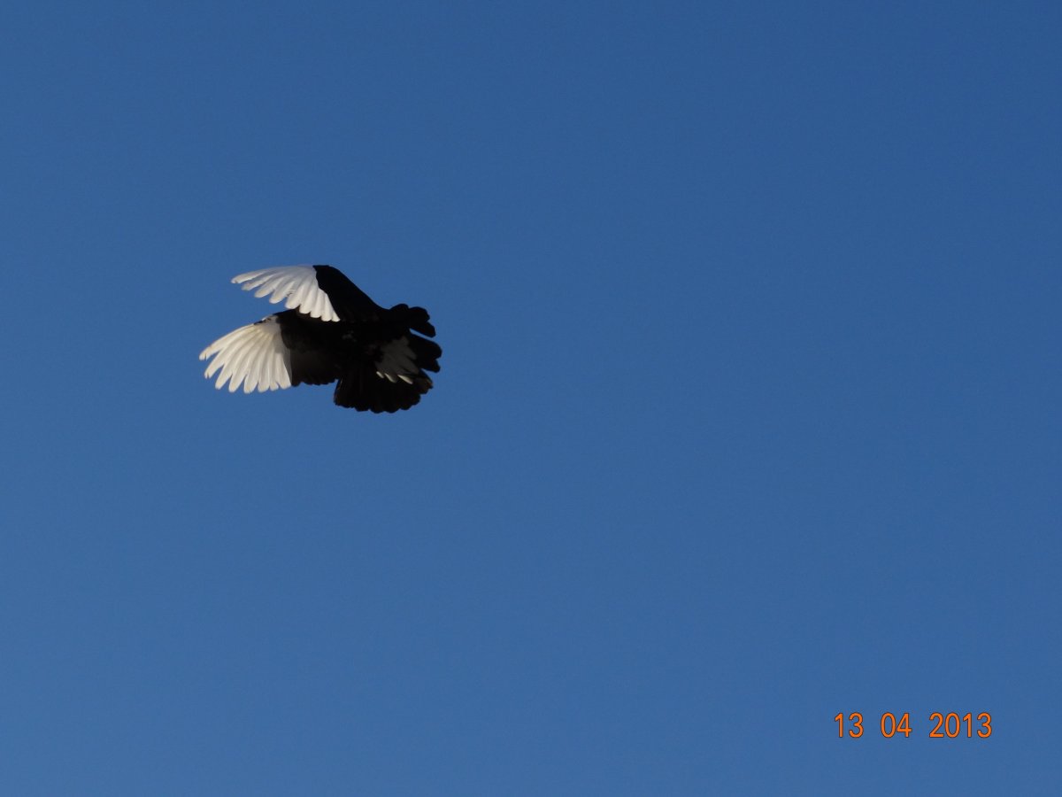 Курский голубь в полете