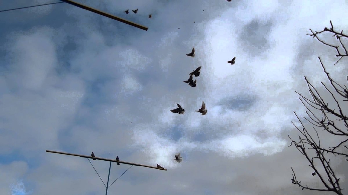 Голуби торцовые