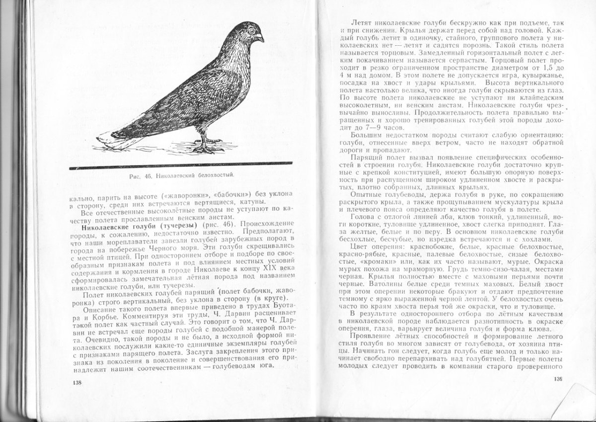 Стандарт николаевских голубей 56 года