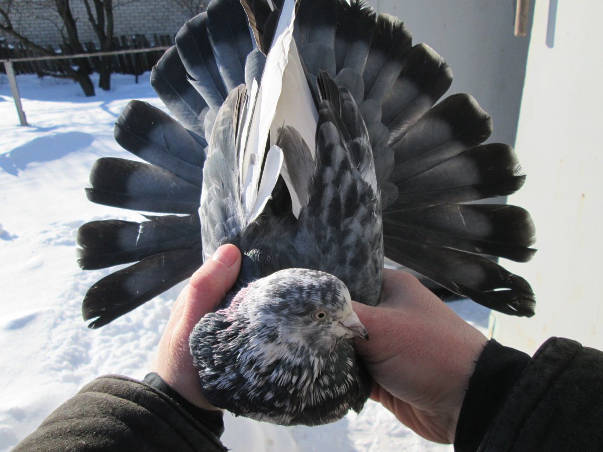 Николаевские мраморные белохвостые голуби