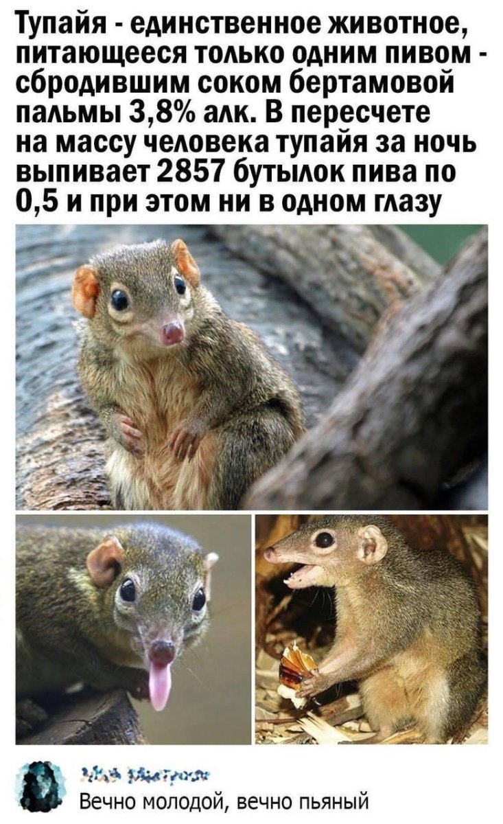 Большая тупайя
