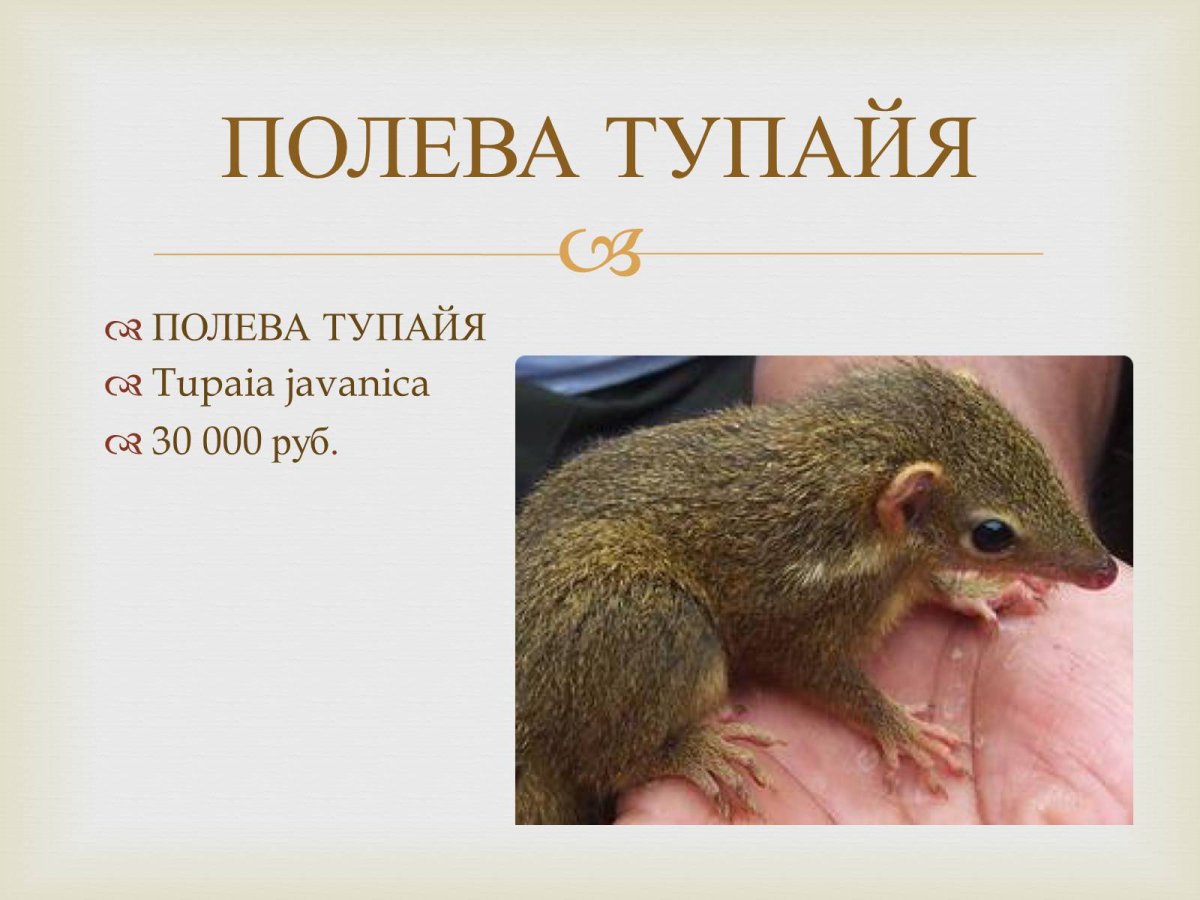 Тупайя зверек