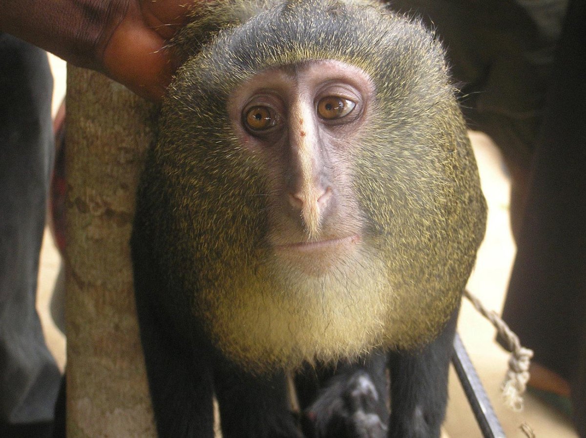 Cercopithecus Lomamiensis