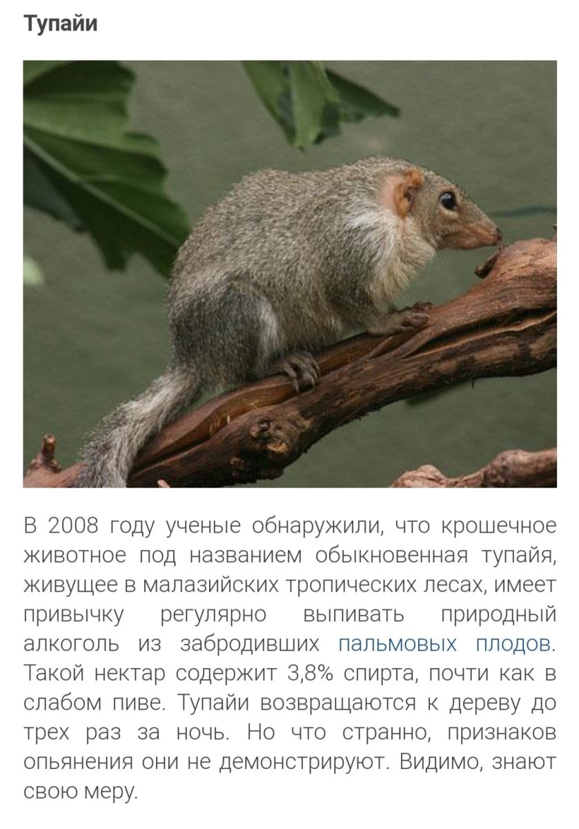 Малайская тупайя