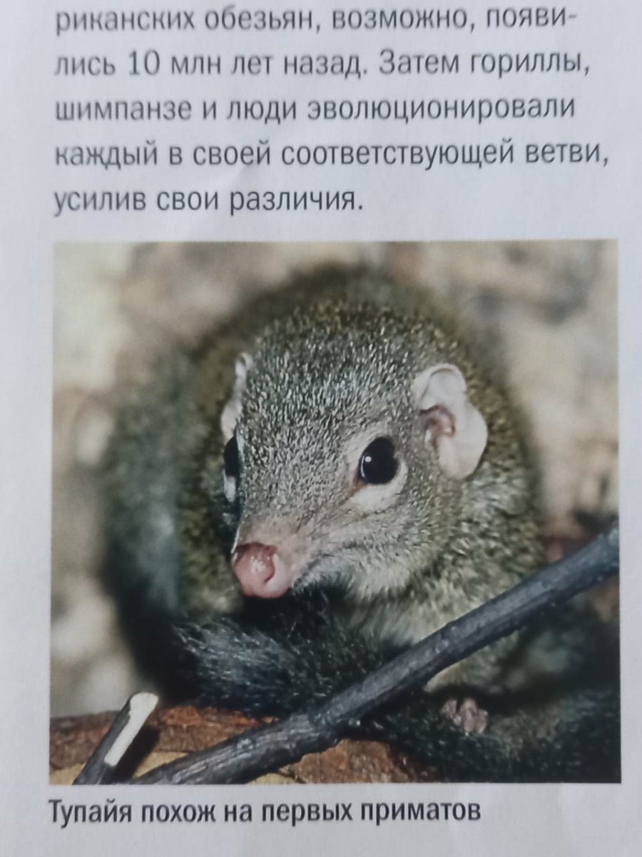 Обыкновенная тупайя