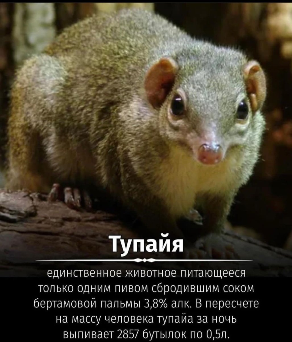 Тупайя зверек