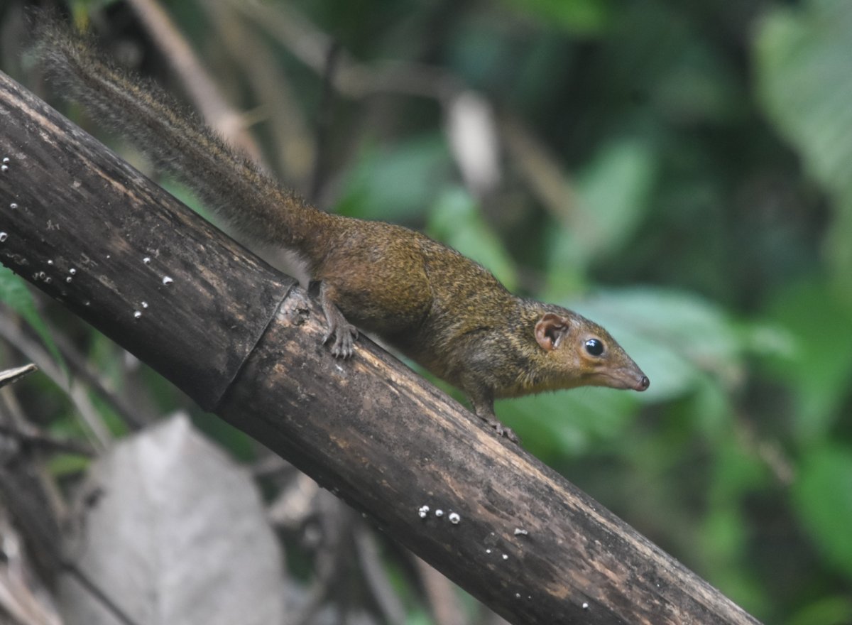 Funambulus sublineatus