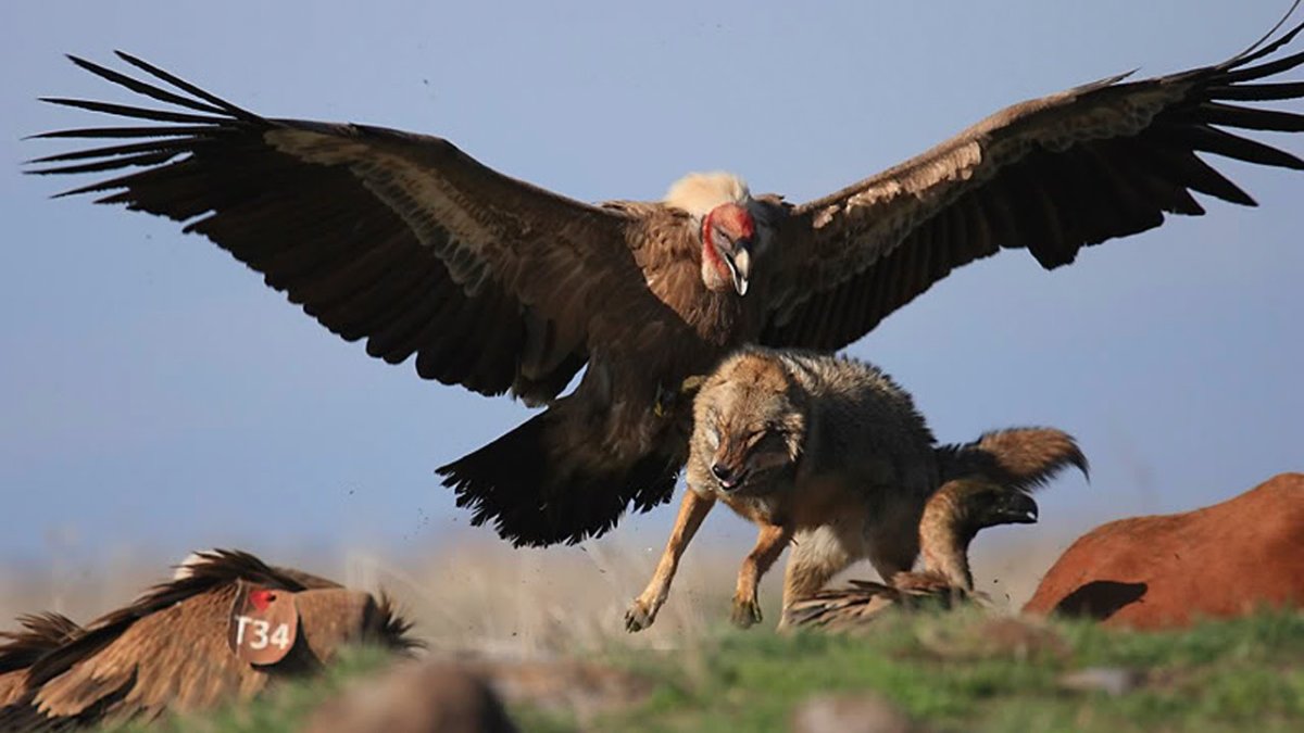 Андский Кондор самая большая летающая птица