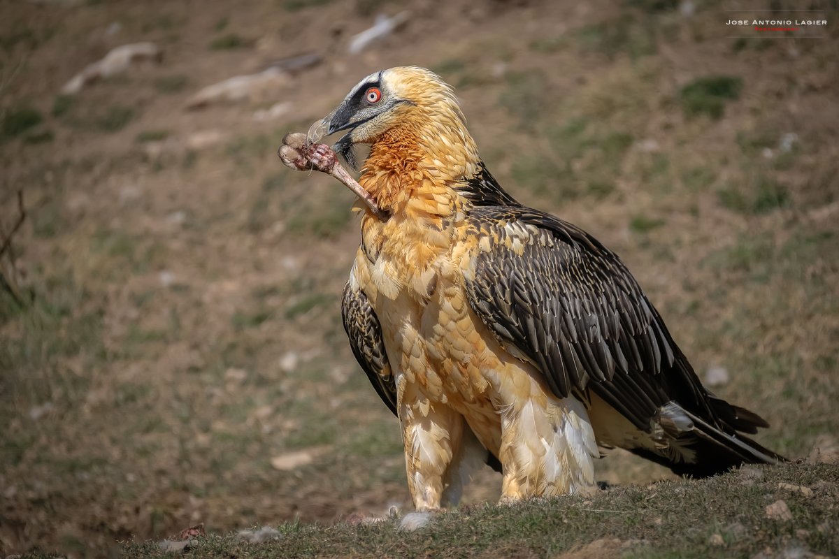 Стервятник сообщение