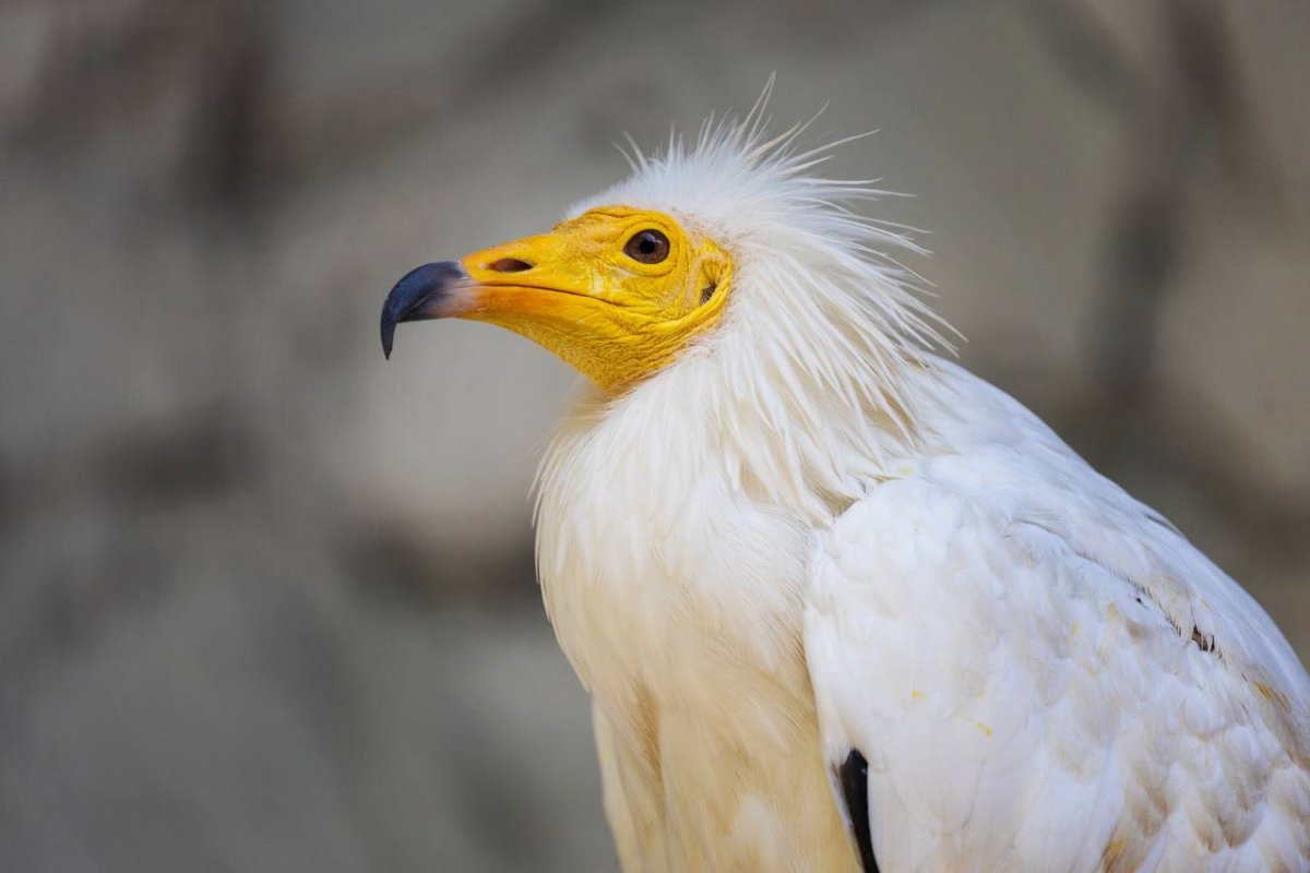 Египетский гриф