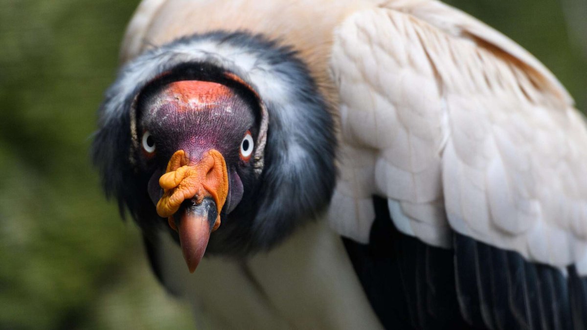 Самые необычные птицы в мире