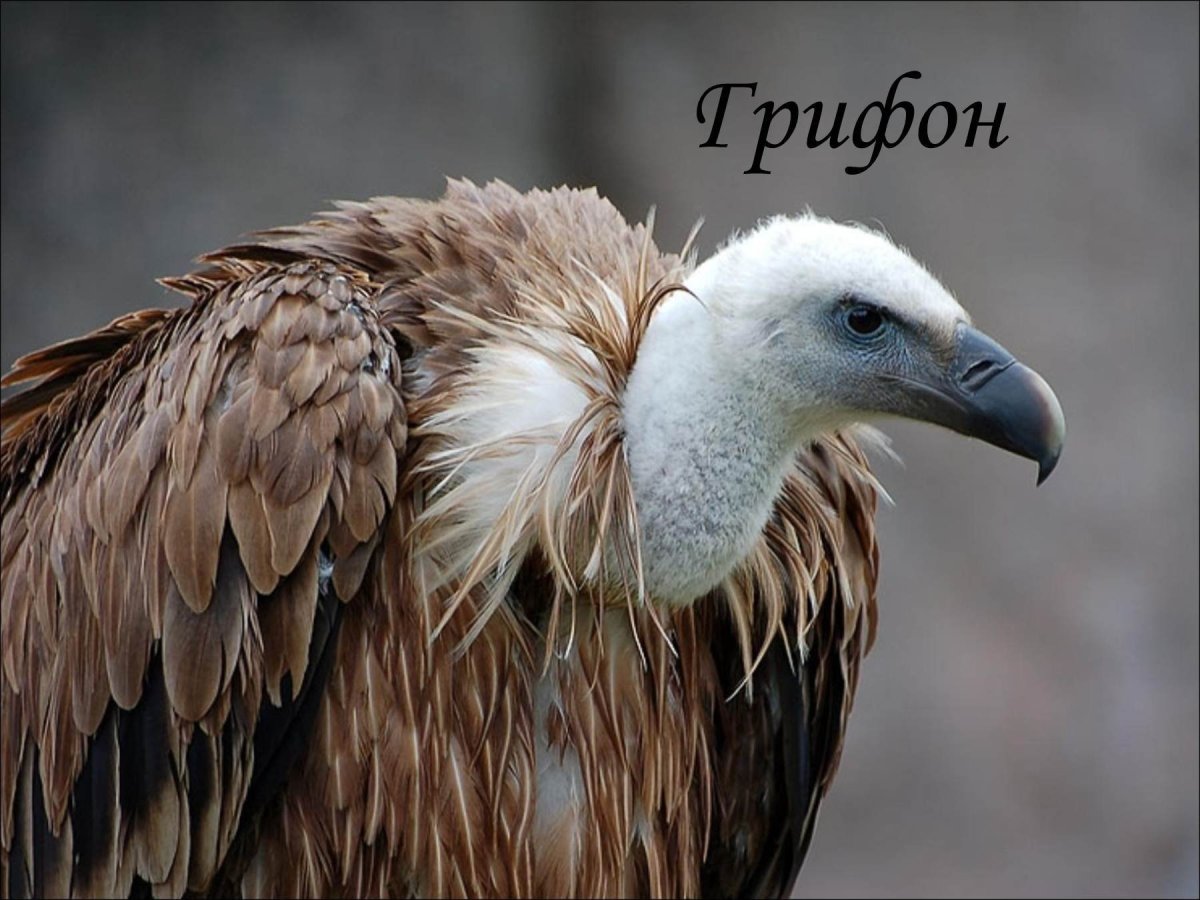 Белоголовый гриф Рюппеля