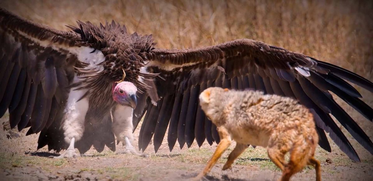 Падальщики в Африке