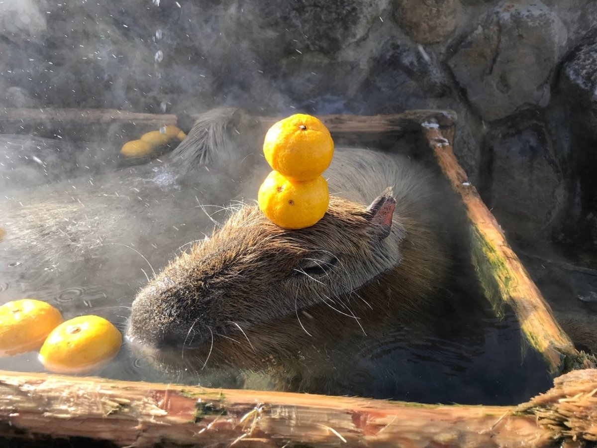 Капибара купается в апельсинах
