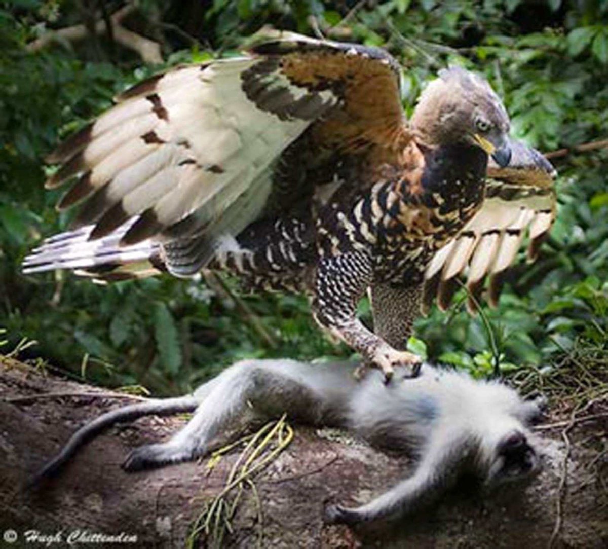 Южноамериканская Гарпия с добычей