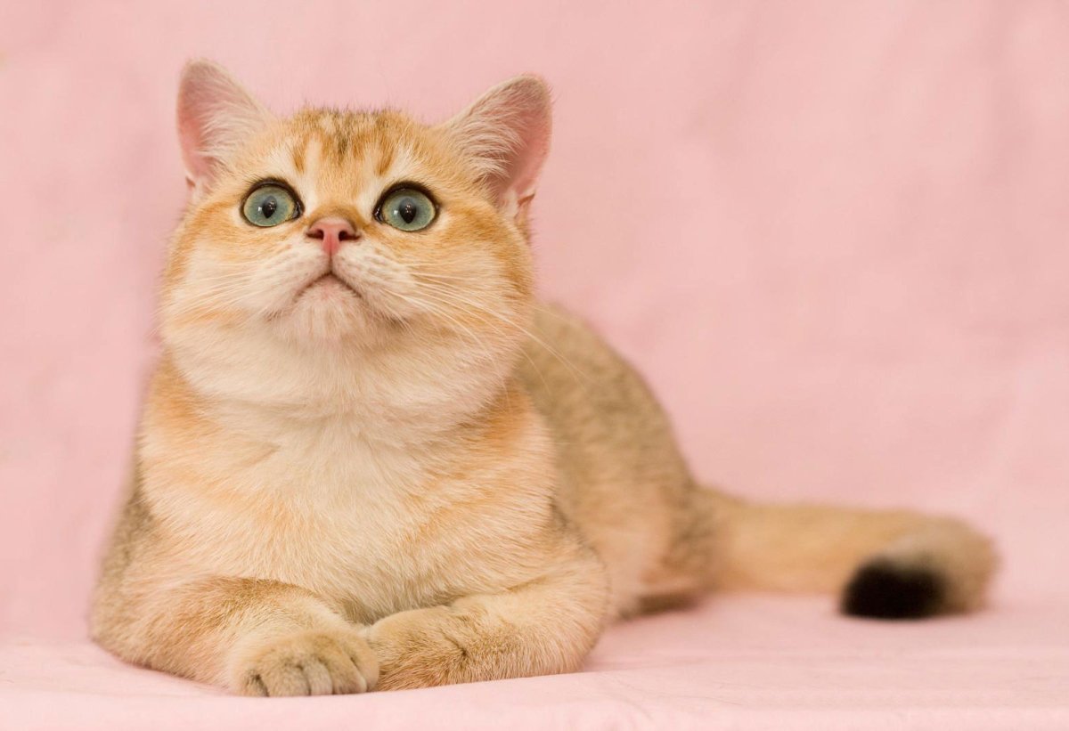 Британский короткошерстный кот Золотая шиншилла