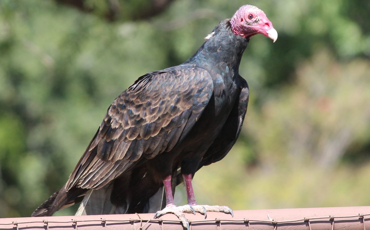 Turkey Vulture