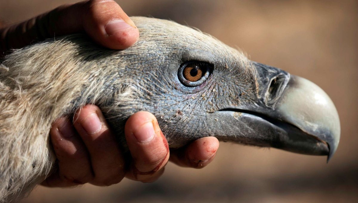 Клюв Падальщика