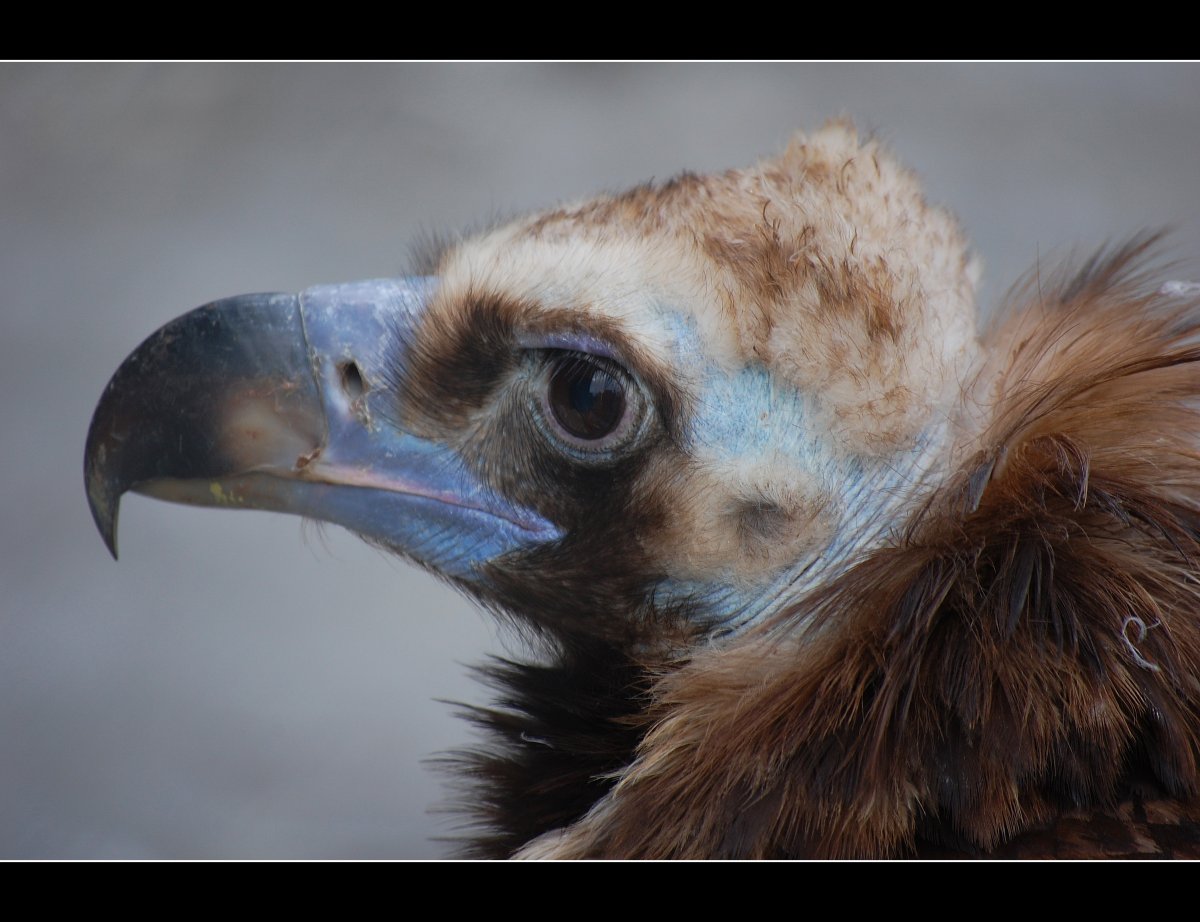 Орловский зоопарк