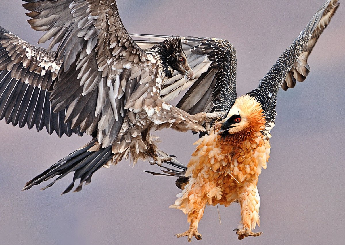 Ягнятник Бородач птица