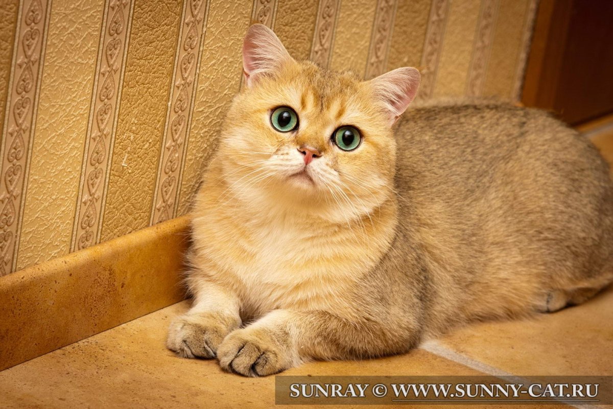 Британский короткошерстный кот Золотая шиншилла
