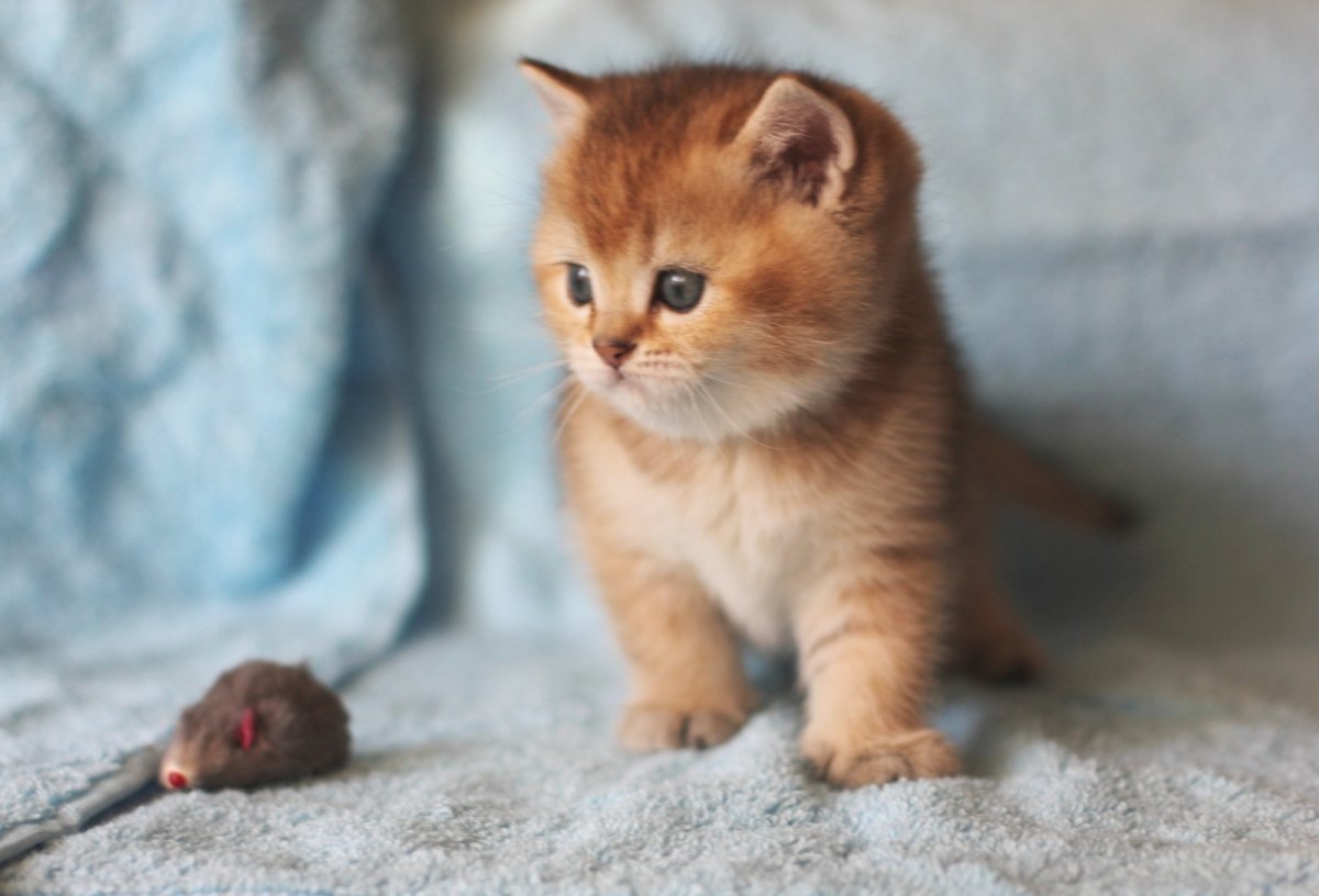 Британский короткошерстный котенок рыжий