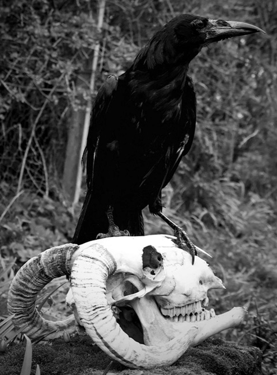 Жуткий ворон