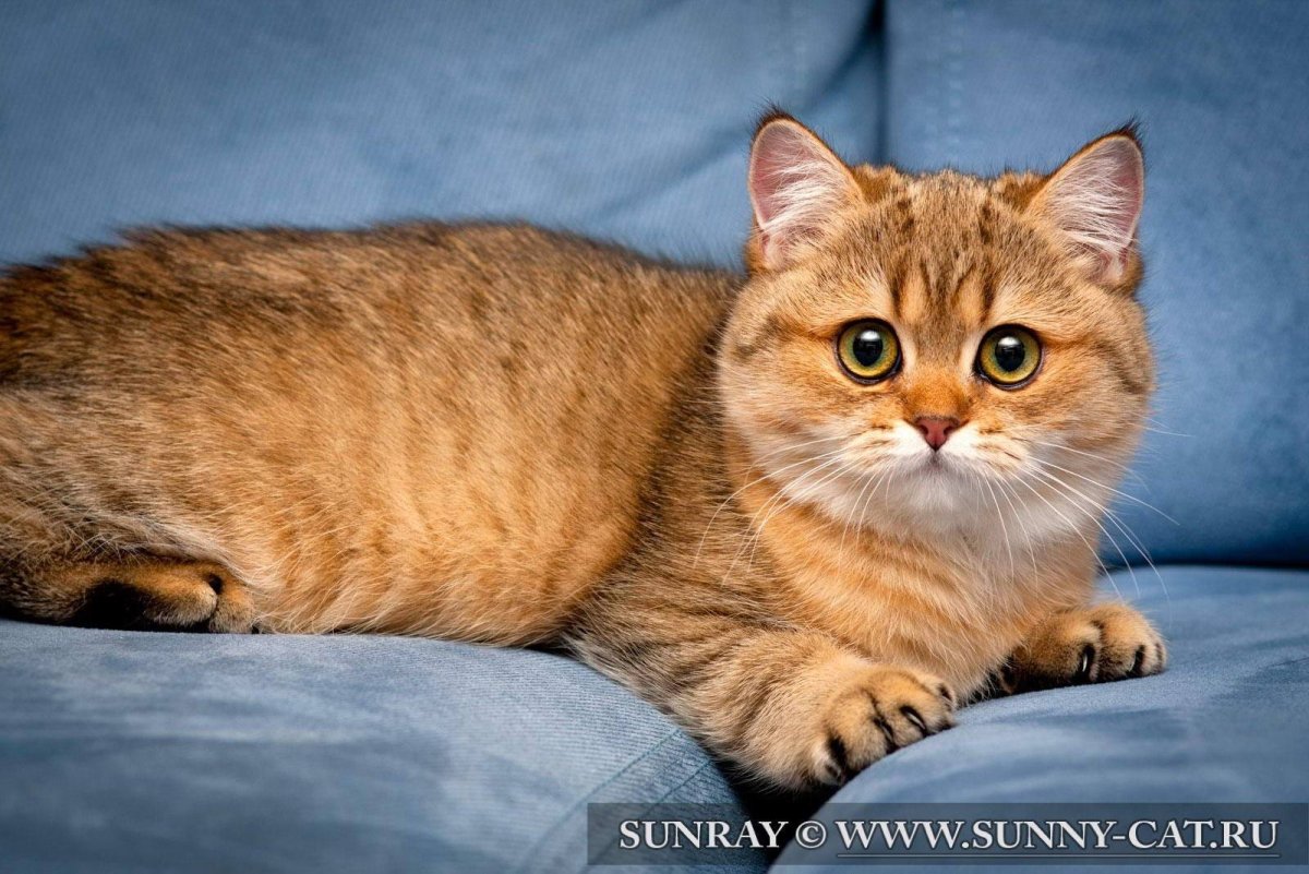 Британский короткошерстный кот рыжий