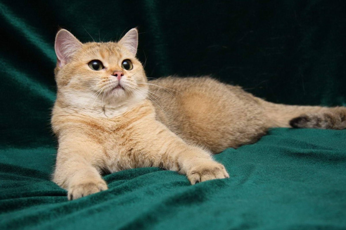 Британский короткошерстный кот Золотая шиншилла