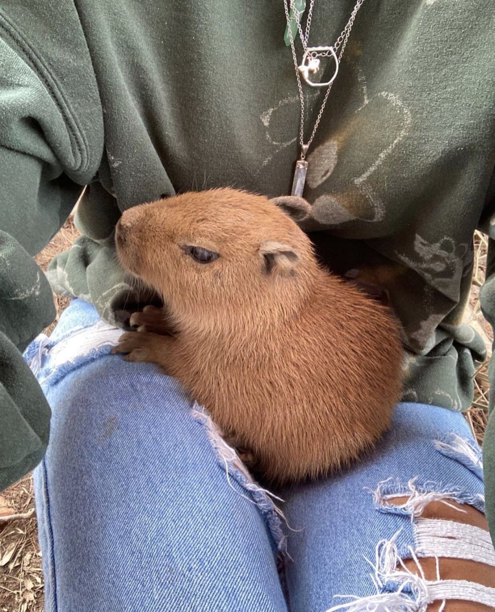 Капибара спит