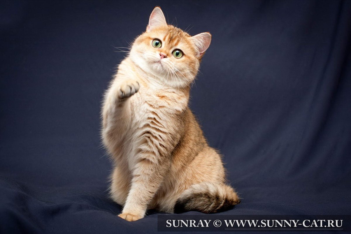 Рыжий британец котенок
