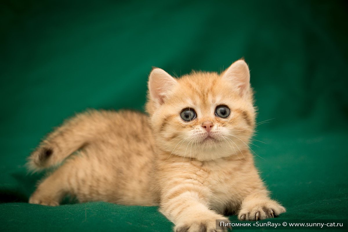 Рыжий британец котенок