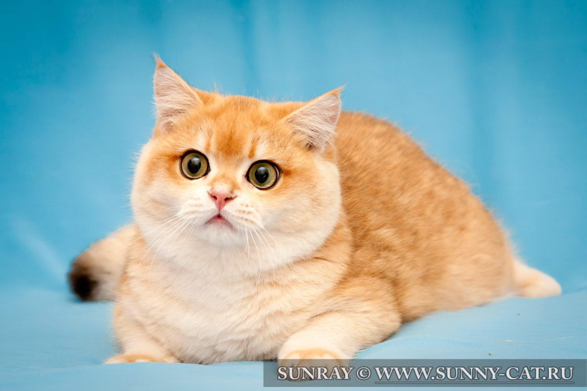 Рыжий кот британец короткошерстный
