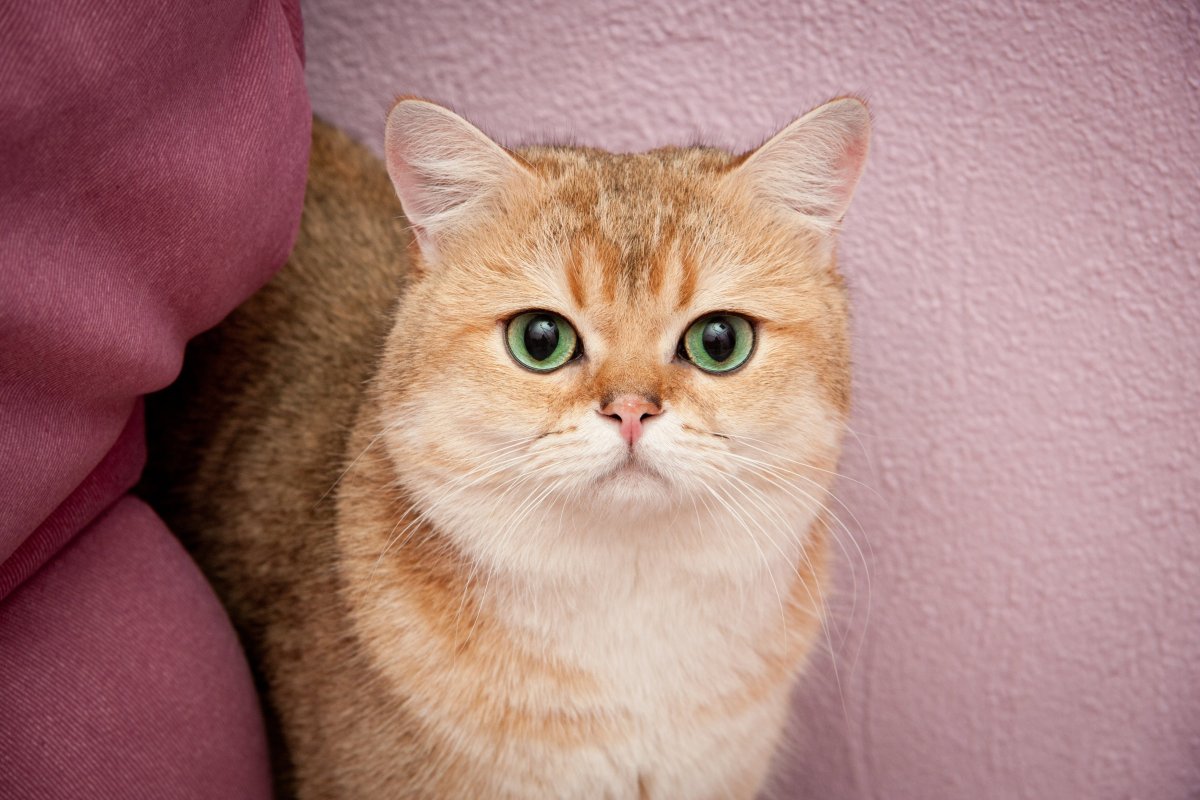 Британский короткошерстный кот рыжий