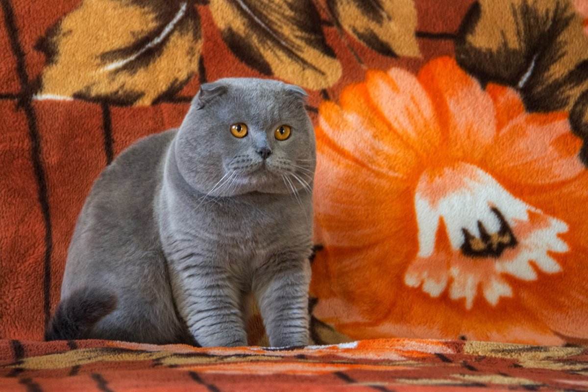 Шотландский кот скоттиш фолд