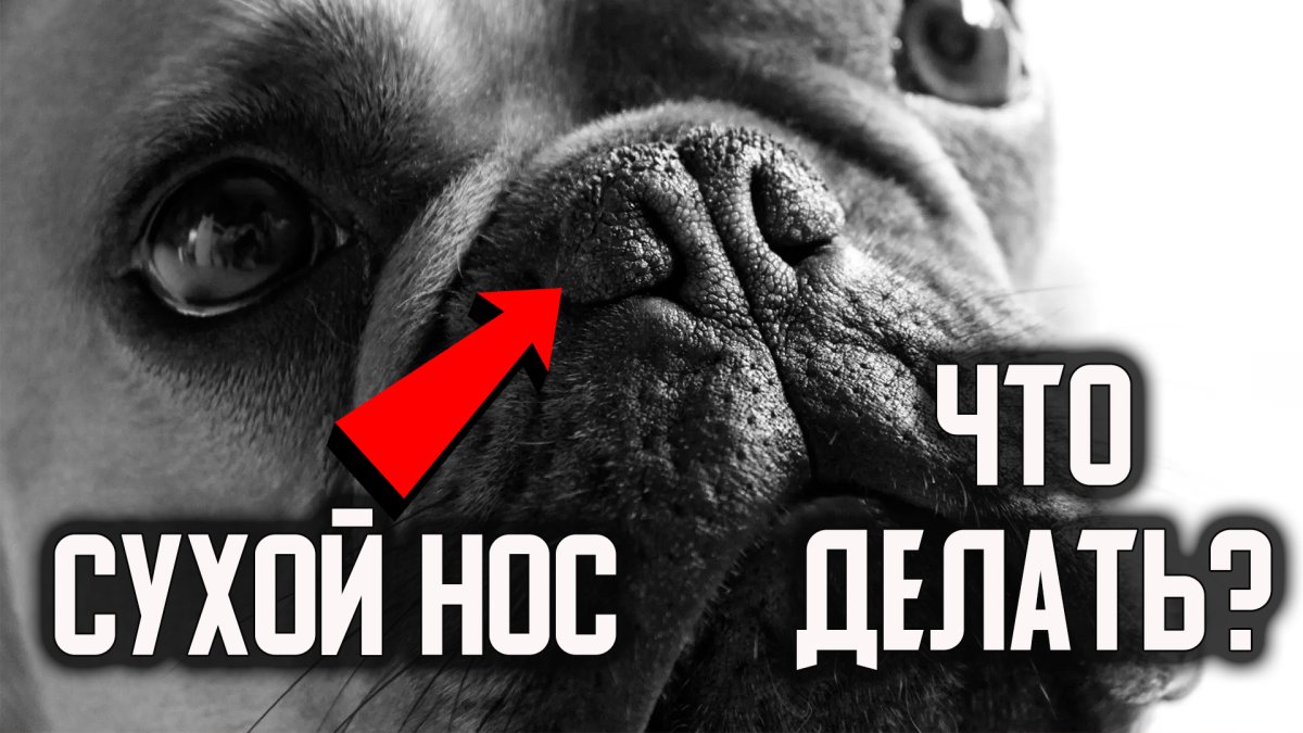 Сухой нос в трещинах у французских Буль